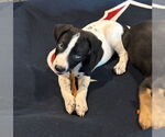 Small Border Collie Mix