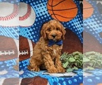 Small Photo #4 Cavapoo Puppy For Sale in EPHRATA, PA, USA