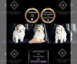 Small Photo #135 Maltipoo (Miniature) Puppy For Sale in WARSAW, IN, USA