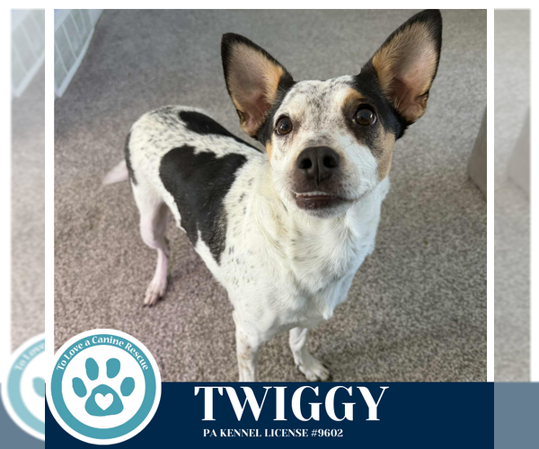 Medium Photo #1 Mutt Puppy For Sale in Kimberton, PA, USA