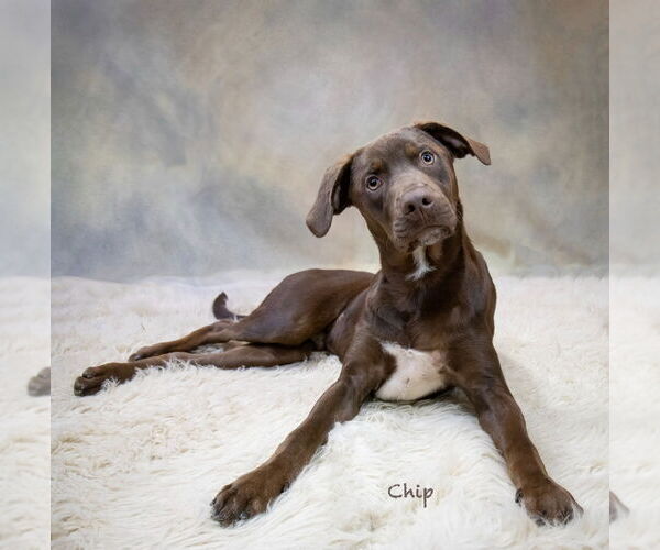 Medium Photo #3 Labrador Retriever-Unknown Mix Puppy For Sale in Hot Springs Village, AR, USA