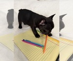 Small #2 French Bulldog