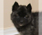 Small #4 Pomsky