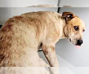 Staffordshire Bull Terrier-Unknown Mix Dogs for adoption in Houston, TX, USA