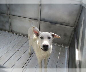 German Shepherd Dog Dogs for adoption in Ocala, FL, USA