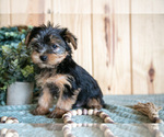 Small Photo #9 Yorkshire Terrier Puppy For Sale in QUARRYVILLE, PA, USA