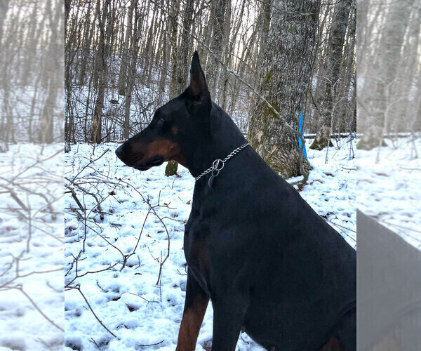 Medium Photo #17 Doberman Pinscher Puppy For Sale in FREDERICKTOWN, MO, USA