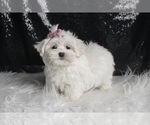 Small Photo #5 Maltese Puppy For Sale in WARSAW, IN, USA