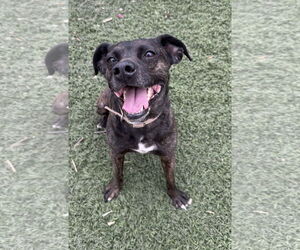 Mutt Dogs for adoption in Leavenworth, KS, USA