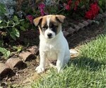 Small #3 Rat Terrier