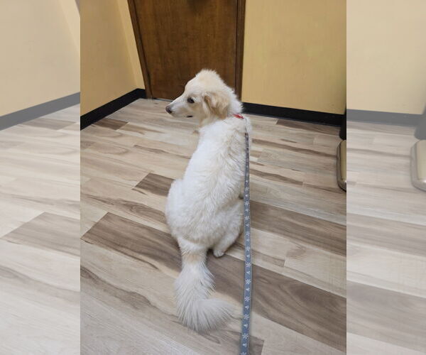 Medium Photo #9 Great Pyrenees-Unknown Mix Puppy For Sale in Houston, TX, USA