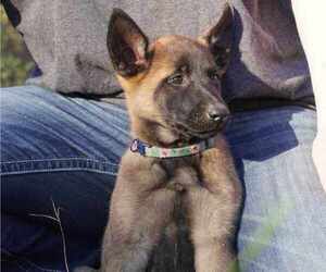 Medium Belgian Malinois