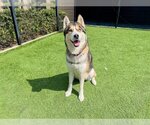 Small #1 Siberian Husky