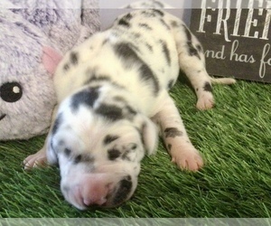 Great Dane Puppy for sale in BANGOR, WI, USA