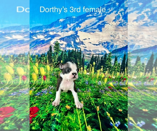 Medium Photo #5 Boston Terrier Puppy For Sale in EWING, KY, USA