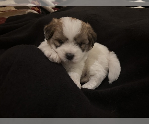 Medium Photo #9 Coton de Tulear Puppy For Sale in BIG RAPIDS, MI, USA