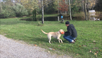 Small Photo #12 Labrador Retriever Puppy For Sale in NORTON SHORES, MI, USA