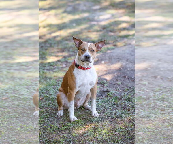 Medium Photo #9 Mutt Puppy For Sale in  Gainesville, FL, USA