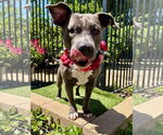 Small American Pit Bull Terrier-American Staffordshire Terrier Mix