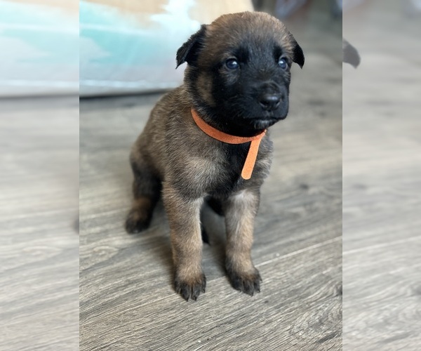 Medium Photo #9 Malinois Puppy For Sale in BUCKEYE, AZ, USA