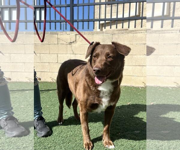 Medium Photo #3 Aussiedor Puppy For Sale in Rockwall, TX, USA