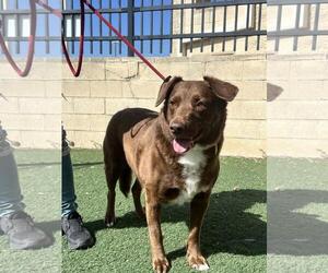 Jake - Male Aussiedor Dog for Adoption - Photo #3