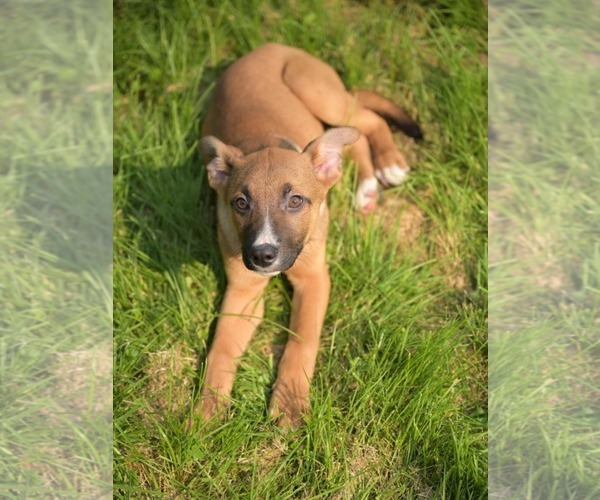 Medium Photo #2 German Shepherd Dog-Unknown Mix Puppy For Sale in SHERBURNE, NY, USA