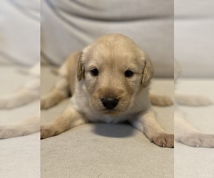 Double Doodle Puppy for sale in COLUMBIA, TN, USA