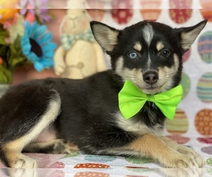 Pomsky Puppy for sale in LANCASTER, PA, USA