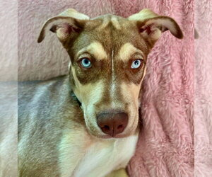 Siberian Husky-Unknown Mix Dogs for adoption in pomfret, CT, USA