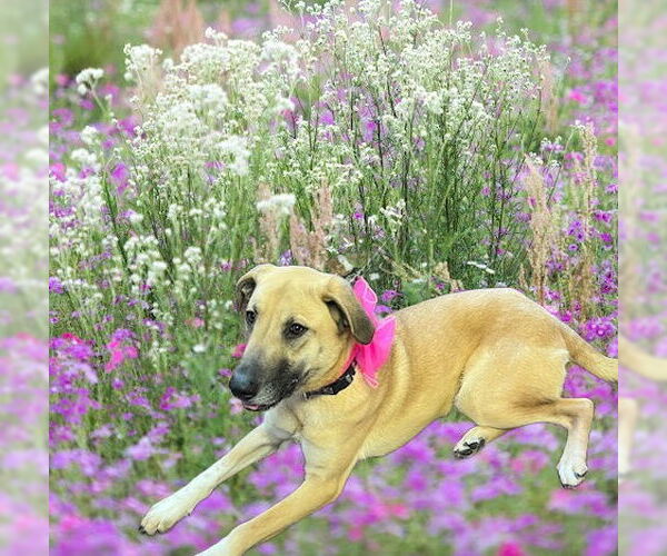 Medium Photo #9 Mutt Puppy For Sale in Mt. Laurel, NJ, USA