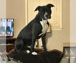 Small #1 Mutt