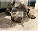 Small Mutt