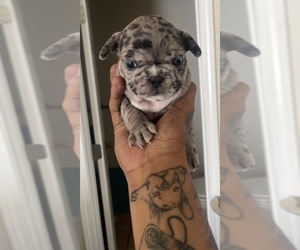 French Bulldog Puppy for sale in MURRAY, KY, USA