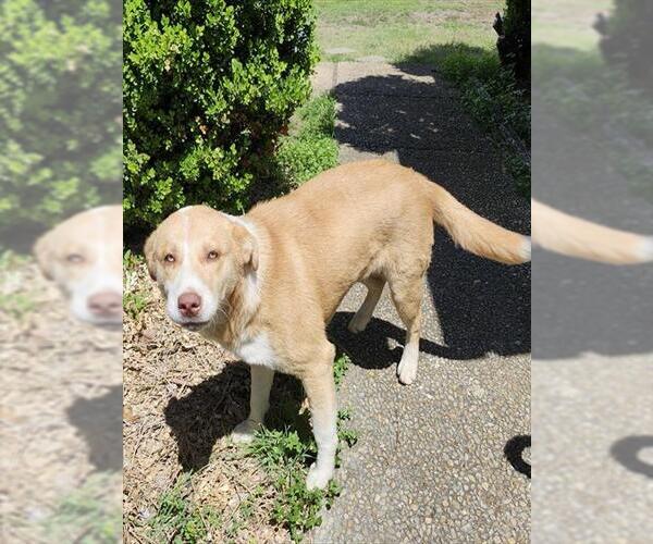 Medium Photo #1 Labrador Retriever-Unknown Mix Puppy For Sale in San Antonio, TX, USA