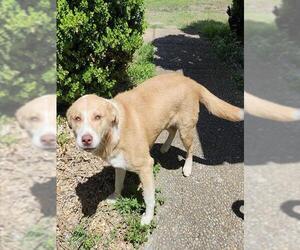 Labrador Retriever-Unknown Mix Dogs for adoption in San Antonio, TX, USA