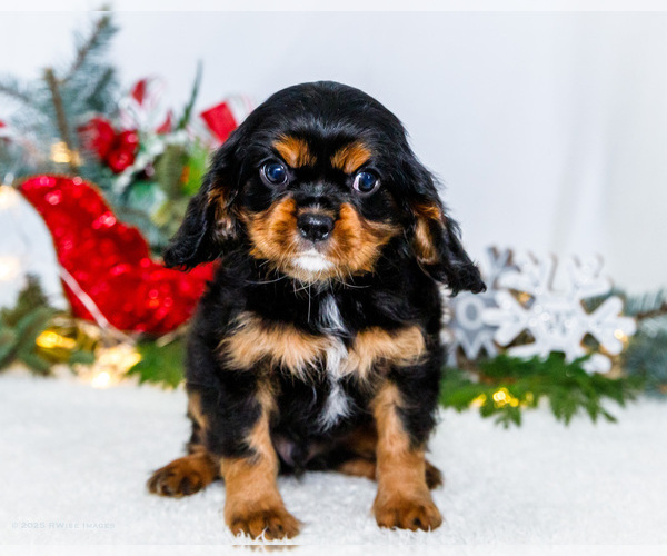 Medium Photo #6 Cavalier King Charles Spaniel Puppy For Sale in WAKARUSA, IN, USA