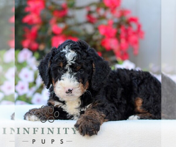 Medium Photo #3 Bernedoodle (Miniature) Puppy For Sale in LITITZ, PA, USA