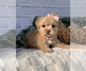 Maltipoo Puppy for sale in MIAMI BEACH, FL, USA