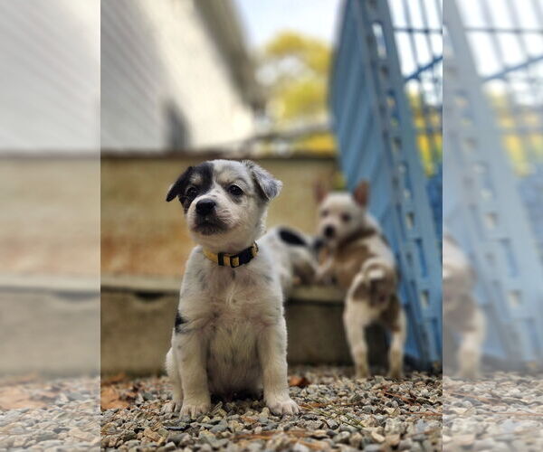 Medium Photo #3 Mutt Puppy For Sale in Garden City, NY, USA