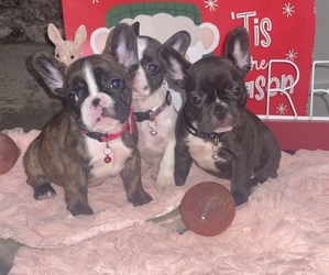 French Bulldog Puppy for sale in HOUSTON, TX, USA