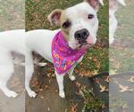 Small American Pit Bull Terrier