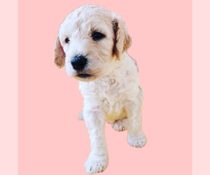Poodle (Standard) Puppy for sale in ELMA, WA, USA