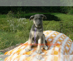 WildernessTrail - Female German Shepherd Dog Puppy for Sale - Small photo
