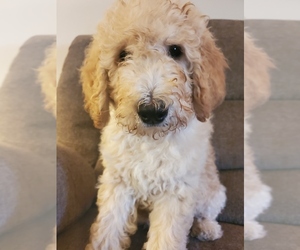 Goldendoodle-Poodle (Standard) Mix Puppy for sale in AURORA, MO, USA