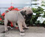 Small #1 Pug