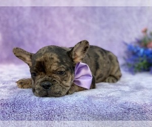 French Bulldog Puppy for sale in LANCASTER, PA, USA