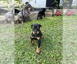 Small Photo #12 Doberman Pinscher Puppy For Sale in CAMPTON, KY, USA