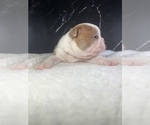 Small Photo #51 Boston Terrier Puppy For Sale in TULARE, CA, USA
