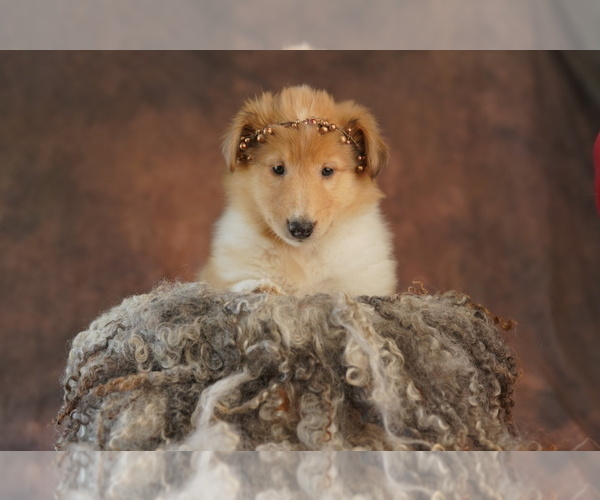 Medium Photo #9 Collie Puppy For Sale in PILOT, VA, USA